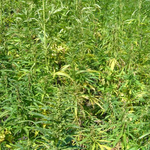 Cannabis sativa of hennep blijkt een ideale bodemzuiveraar te zijn. © Nabokov / Wikimedia Commons