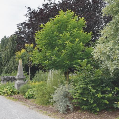 Stadsbegraafplaats doet dienst als plantenlabo in Leuven