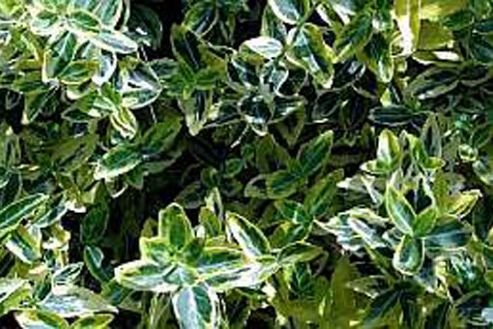 Euonymus fortunei ‘Emerald ‘n Gold’