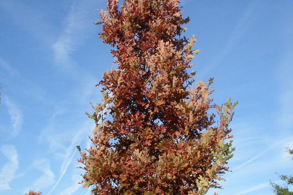 Quercus x bimundorum ‘Crimschmidt’ 