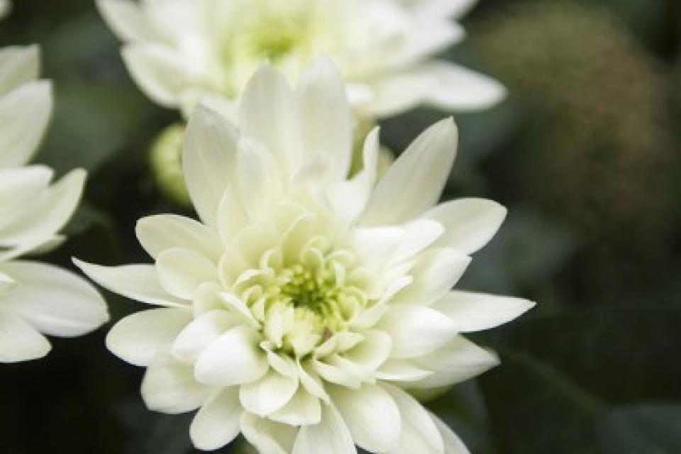 Chrysanthemum - Chrysant 