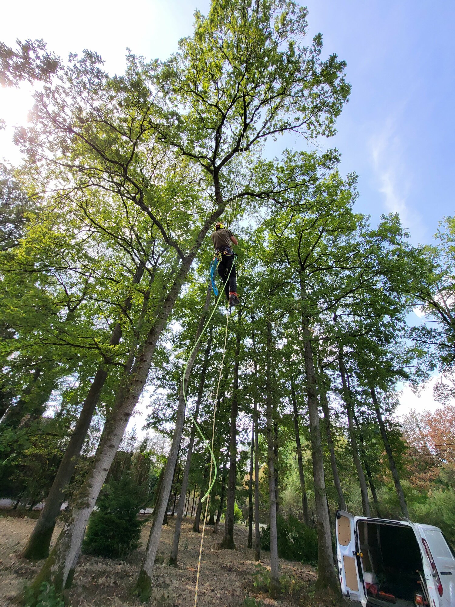 Klimmen in de bomen