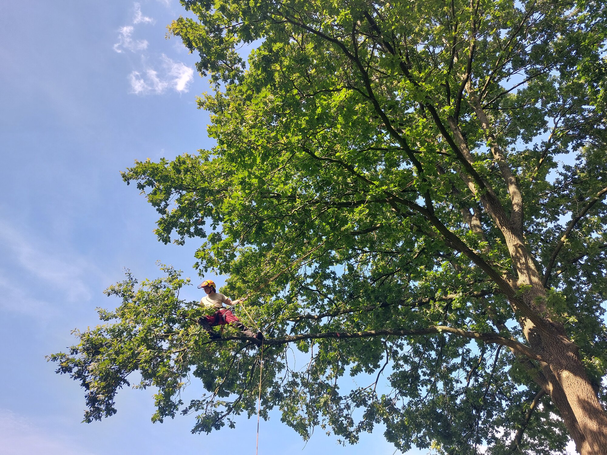 Heel de boom is voor ons vlot bereikbaar