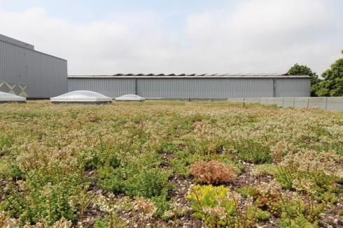 Extensief groendak school in Brugge