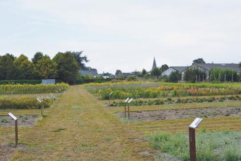 Bloemenzaadwinningsperceel in Wingene Bloemenzaadwinningsperceel in Wingene