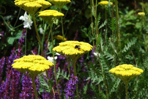 Achillea filipendula