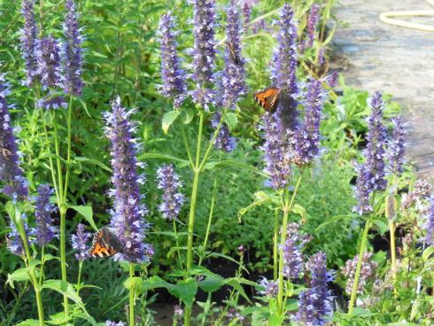 Agastache 'Black Adder' Agastache 'Black Adder'