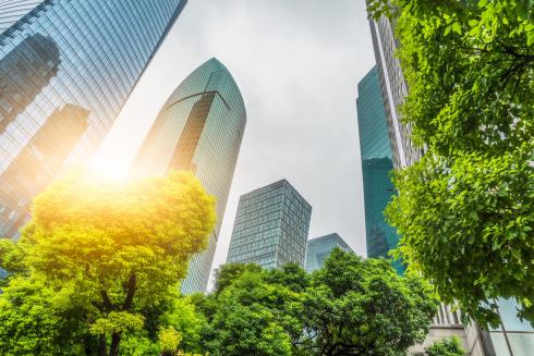 Bomen als bouwstenen voor de stad van de toekomst