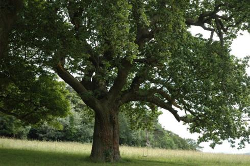 Oude eik in Wales