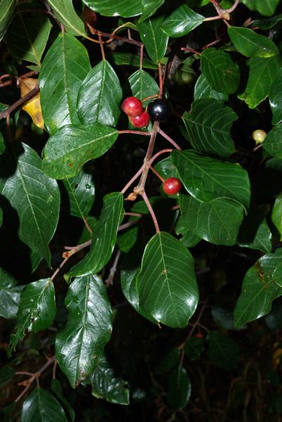 Sporkenhout of Rhamnus frangula Sporkenhout of Rhamnus frangula