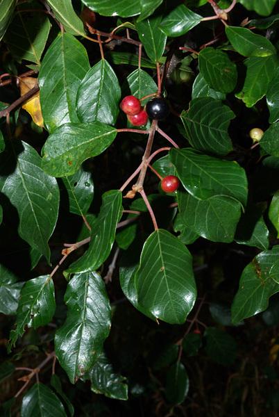 Sporkenhout of Rhamnus frangula