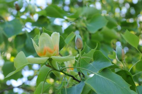De Tulpenboom of Liriodendron tulpifera De Tulpenboom of Liriodendron tulpifera