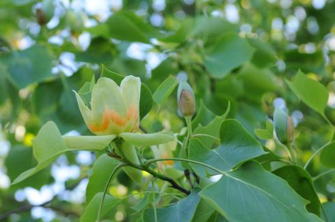 De Tulpenboom of Liriodendron tulpifera