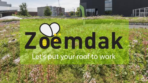 De Boer Green zoekt platte daken voor biodivers groendak De Boer Green zoekt platte daken voor biodivers groendak