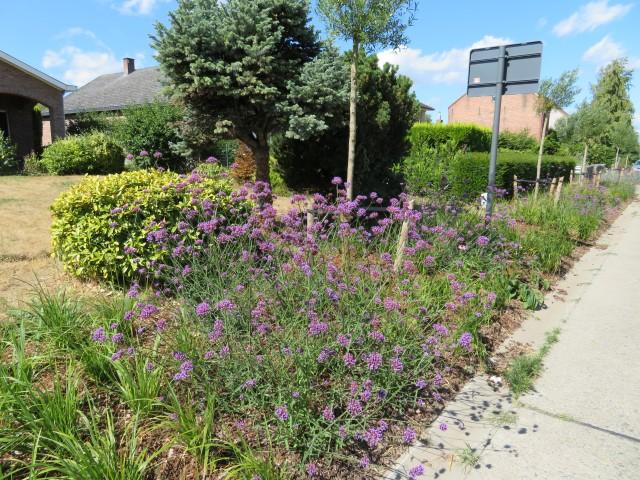 Laanbeplanting in de Dijleweg in Bonheiden