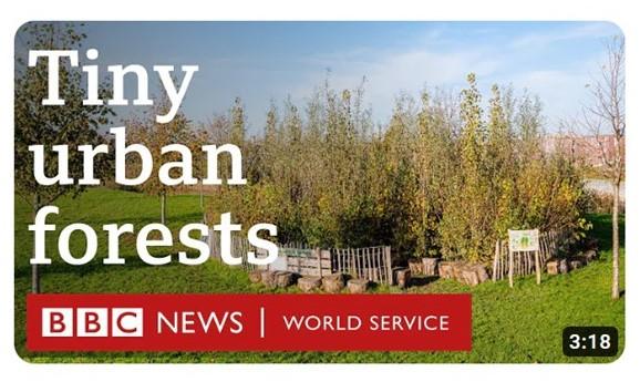 Tiny Urban Forests © BBC News