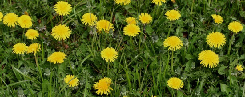 Paardenbloem © Nature Today