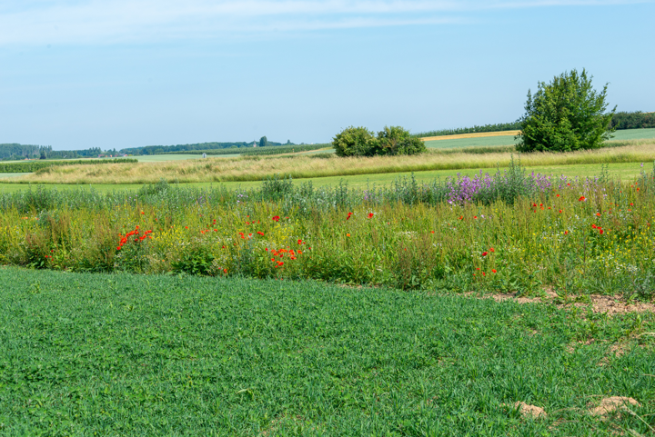 Biodiversiteit © VLM