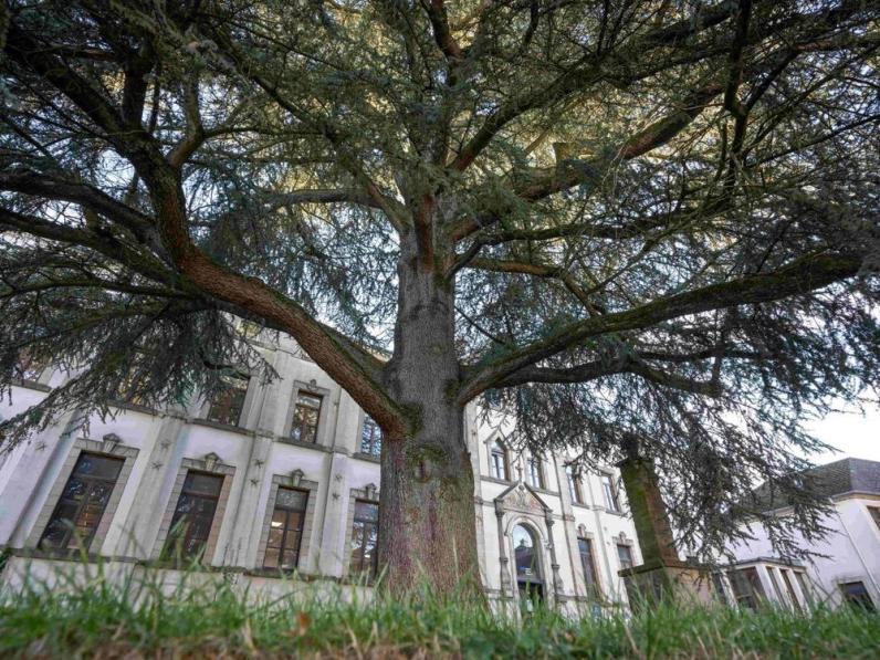 Wordt de ceder van het Sainte-Marie College in Aarlen de Europese Boom van het Jaar 2024? © Thomas Meunier