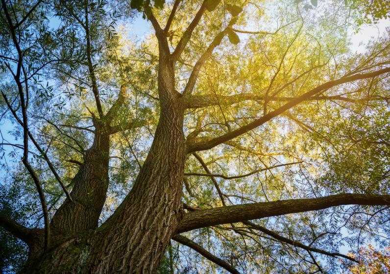 De Stad Peer helpt inwoners de oude bomen op hun terrein te onderhouden © Peter H. / Pixabay