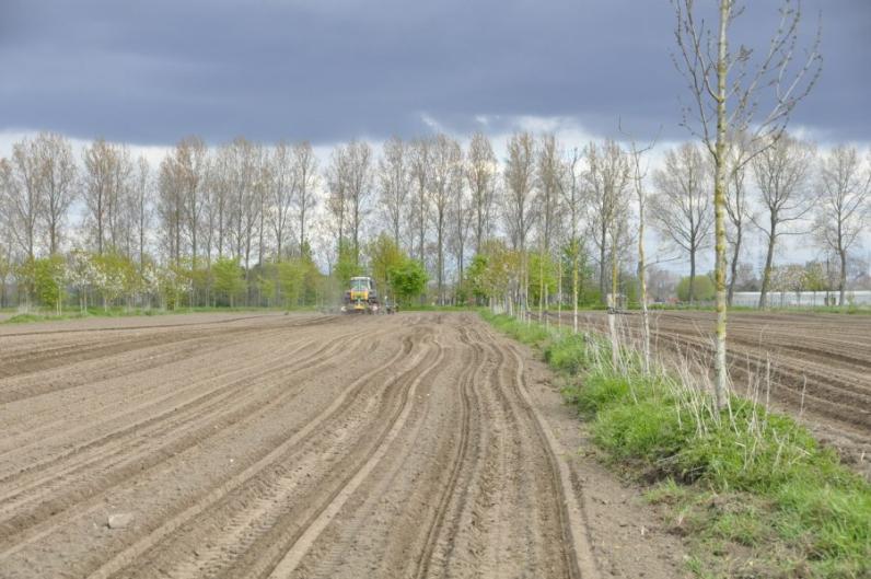 Agroforestry © ILVO