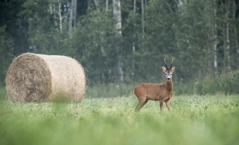 Landbouwers varen wel bij de Europese Natuurherstelwet © Erik Karits / Unsplash