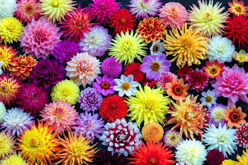 Dahlia’s © Marktee1 / Wikimedia Commons