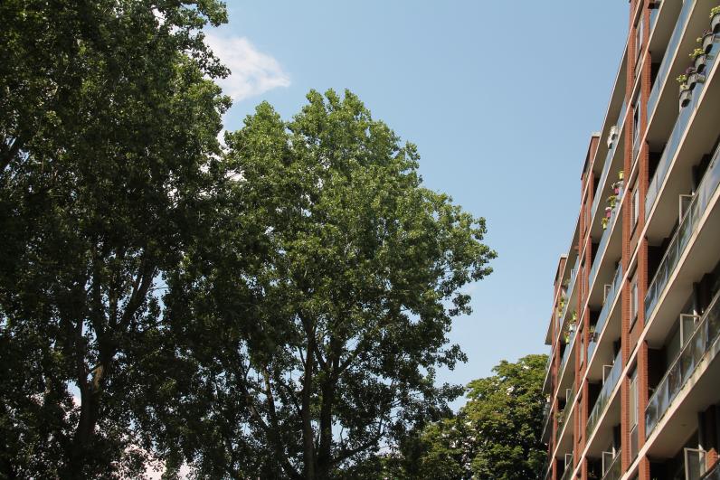 Elke woning zou zicht moeten hebben op drie volwassen bomen. © ruimtereporter