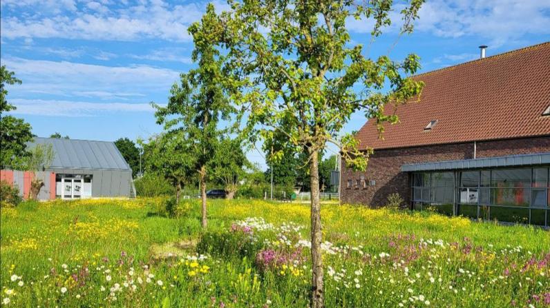 Een bloemenweide in bloei © Ecoflora