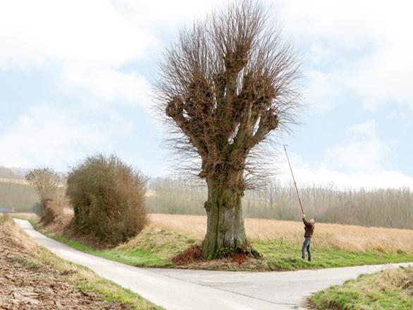 Een onderzoeker neemt genetisch materiaal van een erfgoedboom. © Europa Nostra