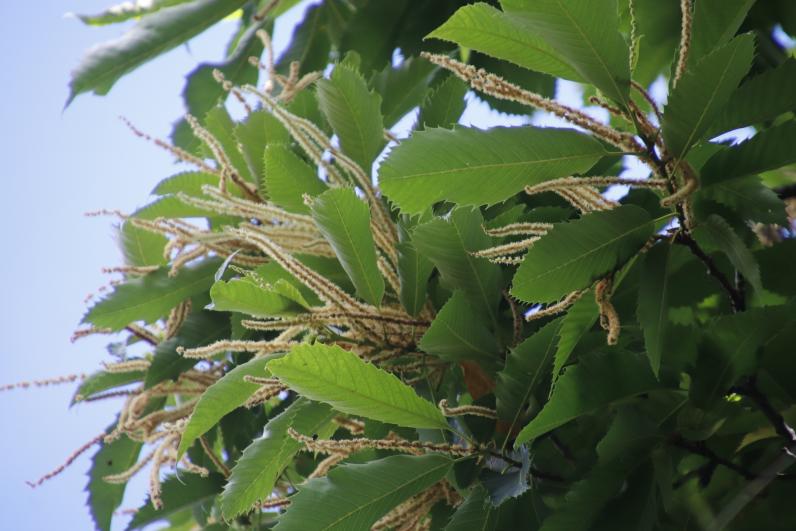 Tamme kastanje (Castanea sativa) © Tony Rebelo