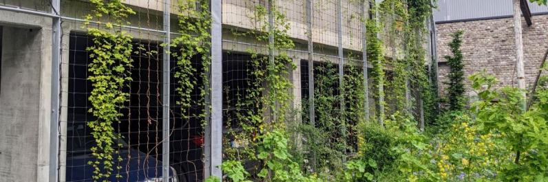 Een groene gevel aan het Bijgaardehof © Gevelgroen Vzw