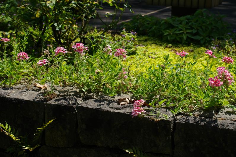 Illustratiebeeld © Naoki Suzuki