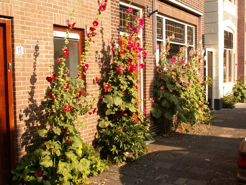 Illustratiebeeld © Opuntia /  Wikimedia Commons