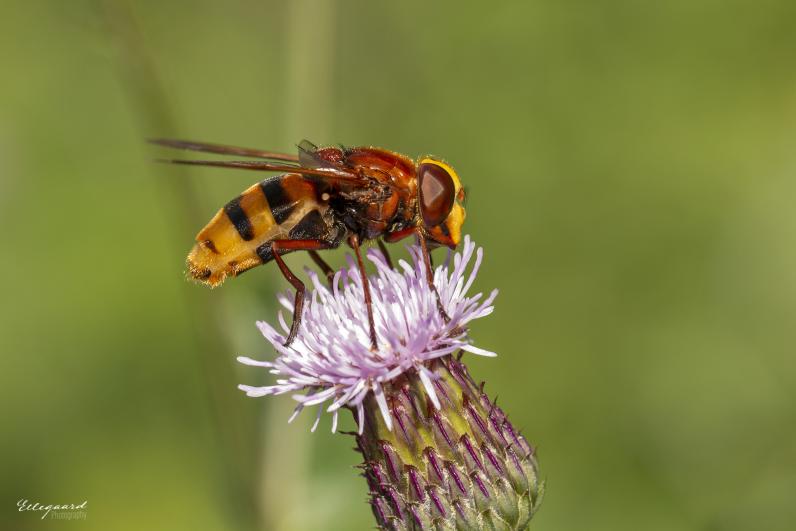 lllustratiebeeld © Tina Ellegaard Poulsen