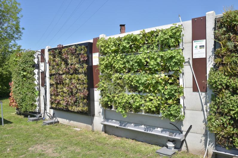 Groene gevels / Bouwstenen voor klimaatadaptieve steden