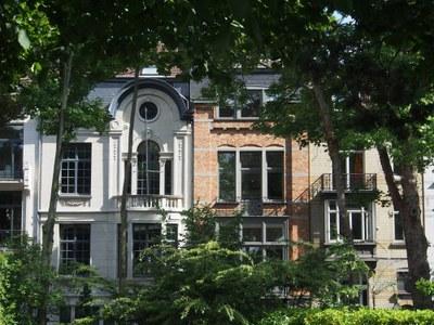 Studie toont verband tussen grote stadsbomen en gezondheid