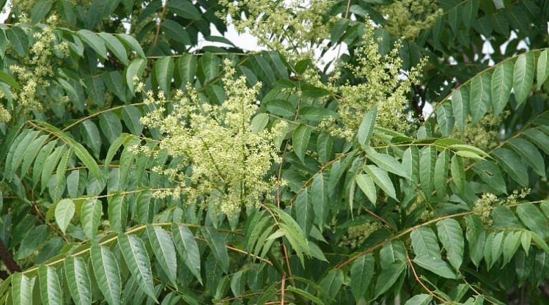 13 nieuwe invasieve uitheemse plantensoorten