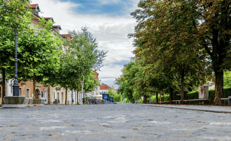 Middenveldverenigingen naar Grondwettelijk Hof om straatbomen te beschermen