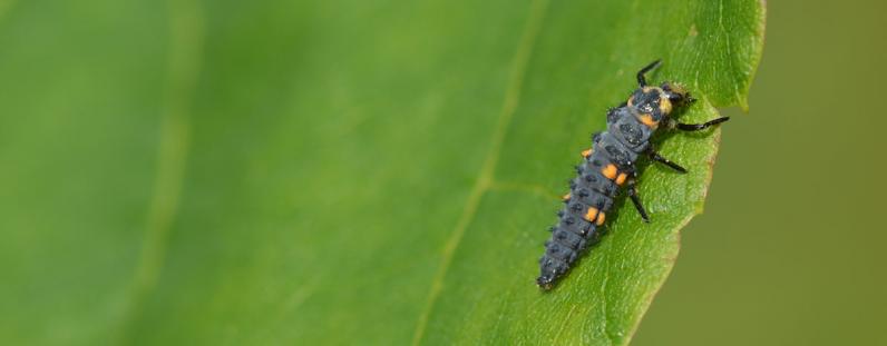 Onderzoek naar bomen zonder bladluizen