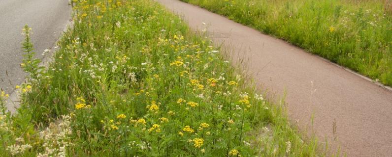 Meer insecten en lagere kosten bij bloemrijk groenbeheer