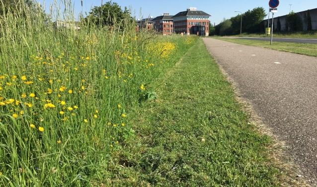 Bijenvriendelijker bermbeheer in Vlaanderen