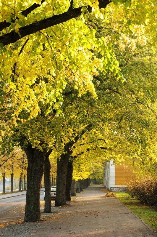 Betere klimaatbomen op komst?!