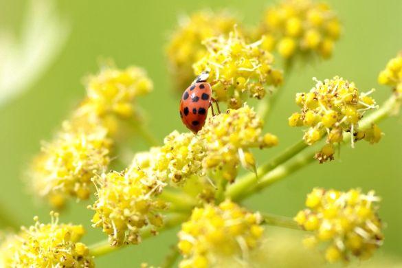 Versterk biodiversiteit met groen