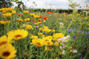 Vlaams-Brabant zaait 73 hectare bloemen voor bijen