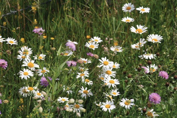 Webinar: aan de slag met bloemenweides