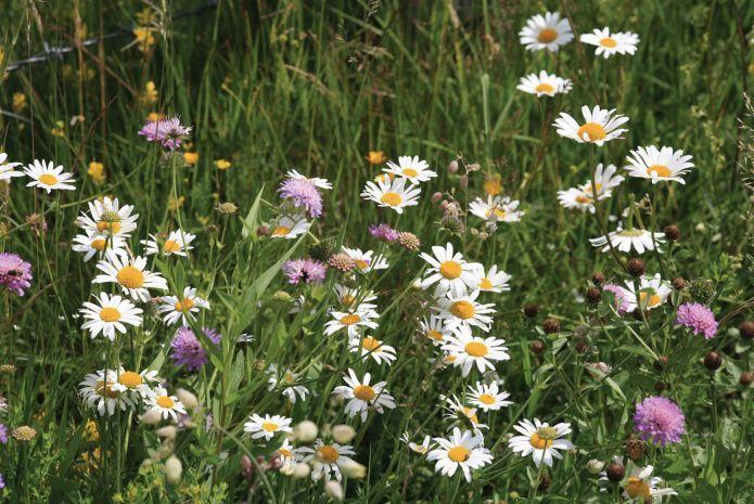 Webinar: aan de slag met bloemenweides 