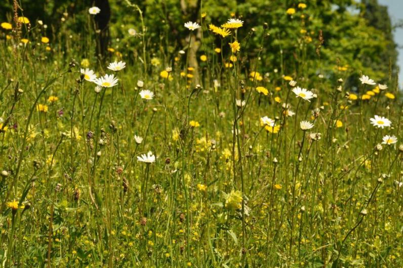 Webinar: Aan de slag met bloemenweides 