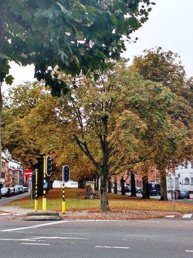 Bomen als ecosysteemunit