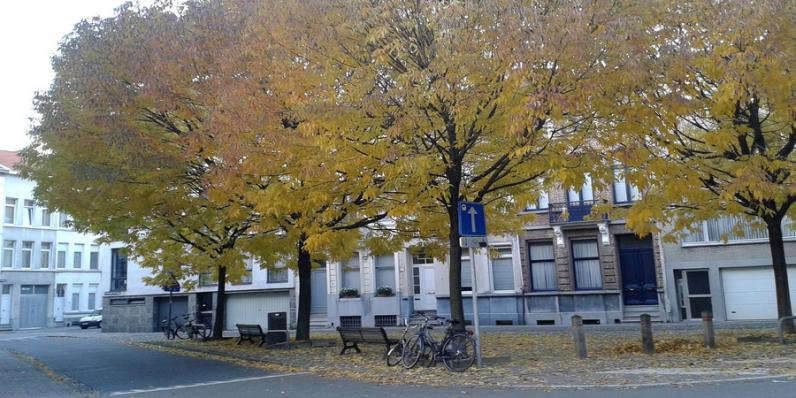 Studiedag / Bomenbeheerplan stad Antwerpen